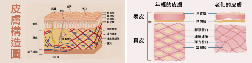 肌膚緊實管理學分